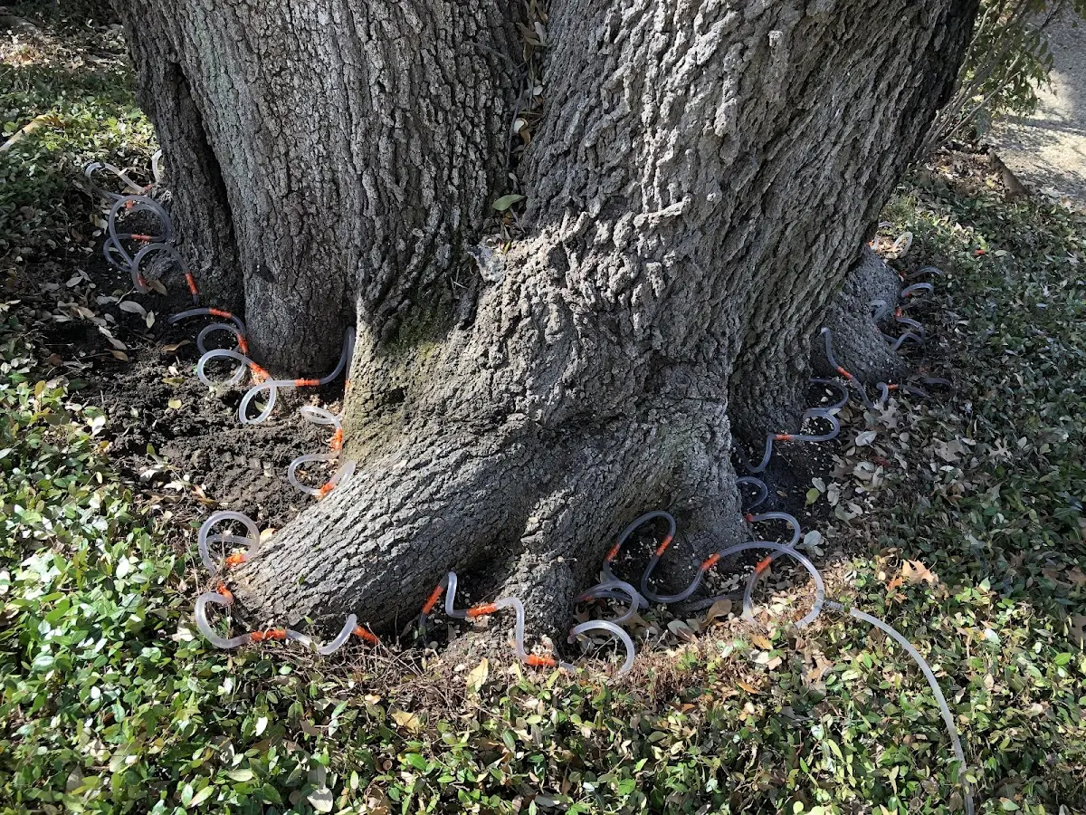 Detailed Tree Cabling and Bracing job site in Nolanville