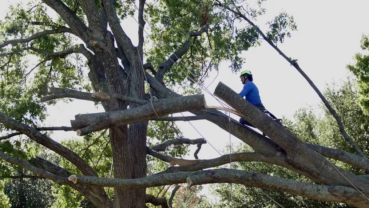 Professional Crown Thinning performed by certified arborists in Nolanville