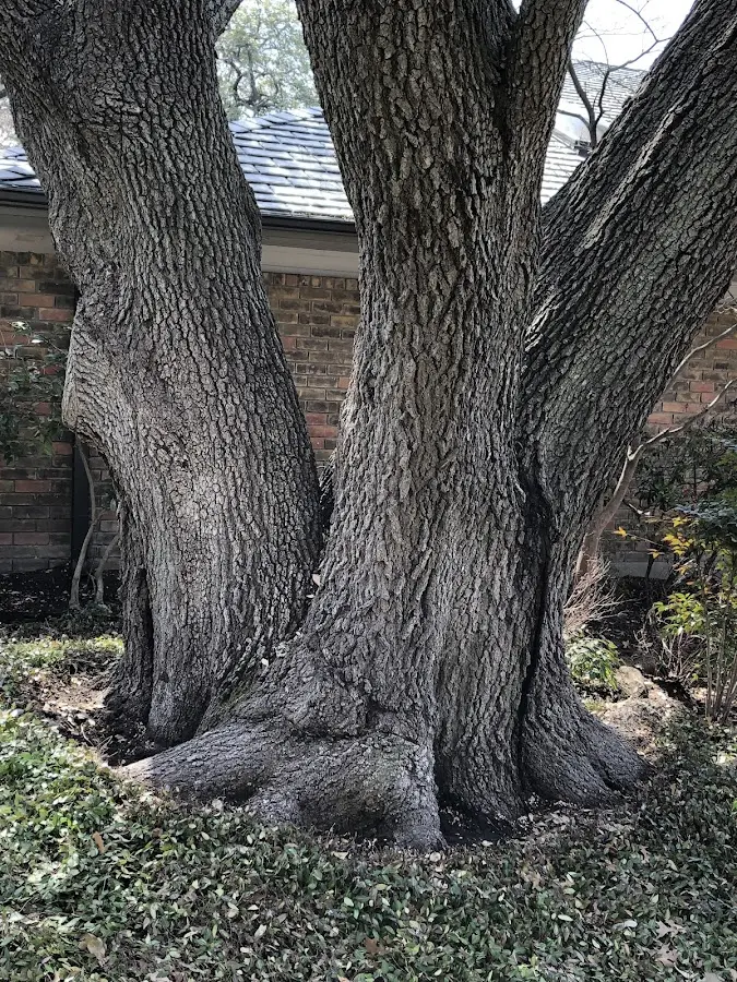 Mature heritage tree close to a Nolanville property cared for by certified arborists